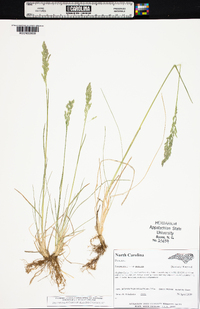 Poa pratensis subsp. pratensis image