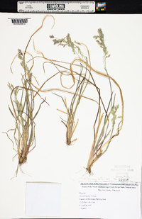 Poa sylvestris image