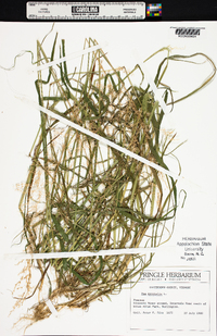 Poa trivialis image