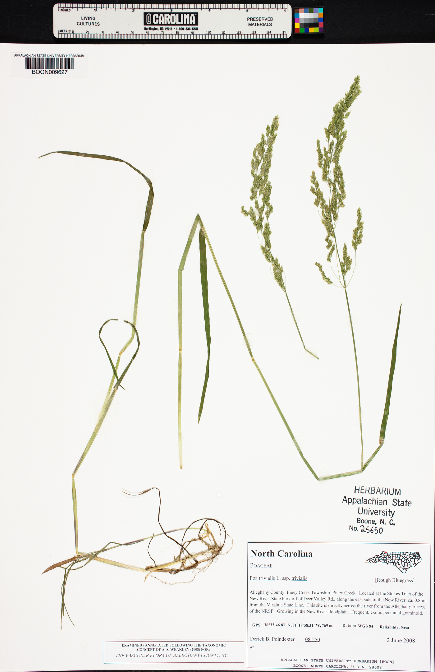 Poa trivialis subsp. trivialis image