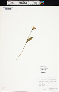 Pogonia ophioglossoides image