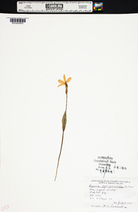 Pogonia ophioglossoides image