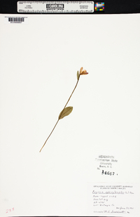 Pogonia ophioglossoides image