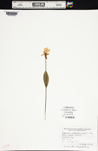 Pogonia ophioglossoides image