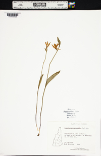 Pogonia ophioglossoides image