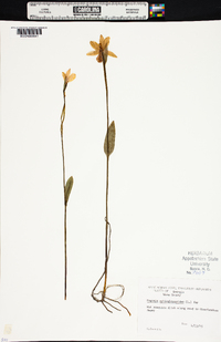 Pogonia ophioglossoides image