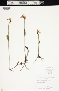 Pogonia ophioglossoides image