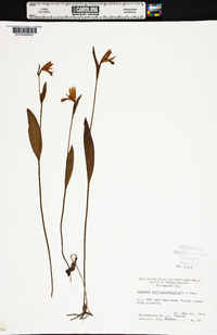 Pogonia ophioglossoides image