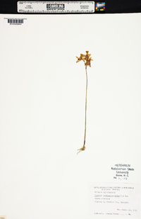 Pogonia ophioglossoides image