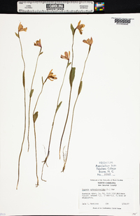 Pogonia ophioglossoides image