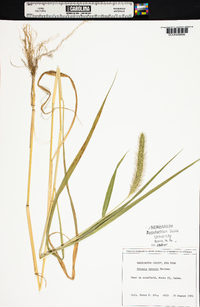 Setaria faberi image