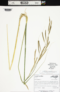 Spartina pectinata image