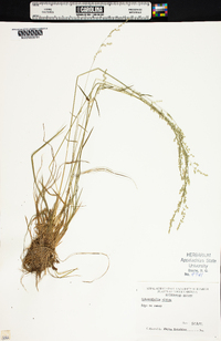 Sphenopholis nitida image