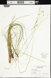 Stipa avenacea image