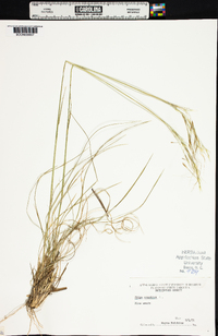 Stipa avenacea image