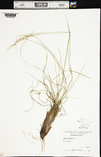 Stipa avenacea image