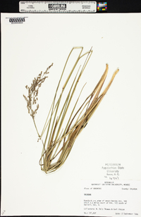 Anthenantia texana image
