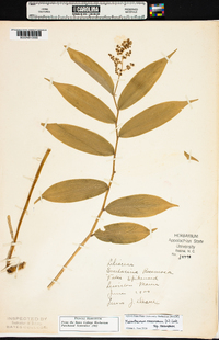 Maianthemum racemosum subsp. racemosum image