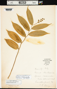 Maianthemum racemosum subsp. racemosum image