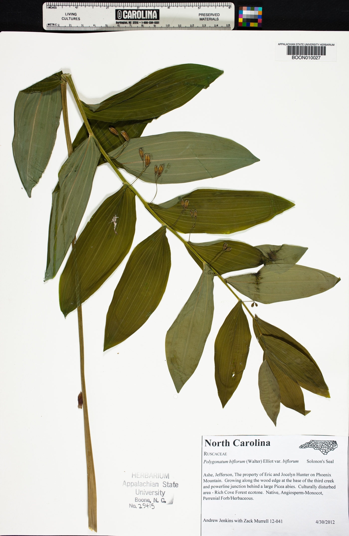 Polygonatum biflorum var. biflorum image