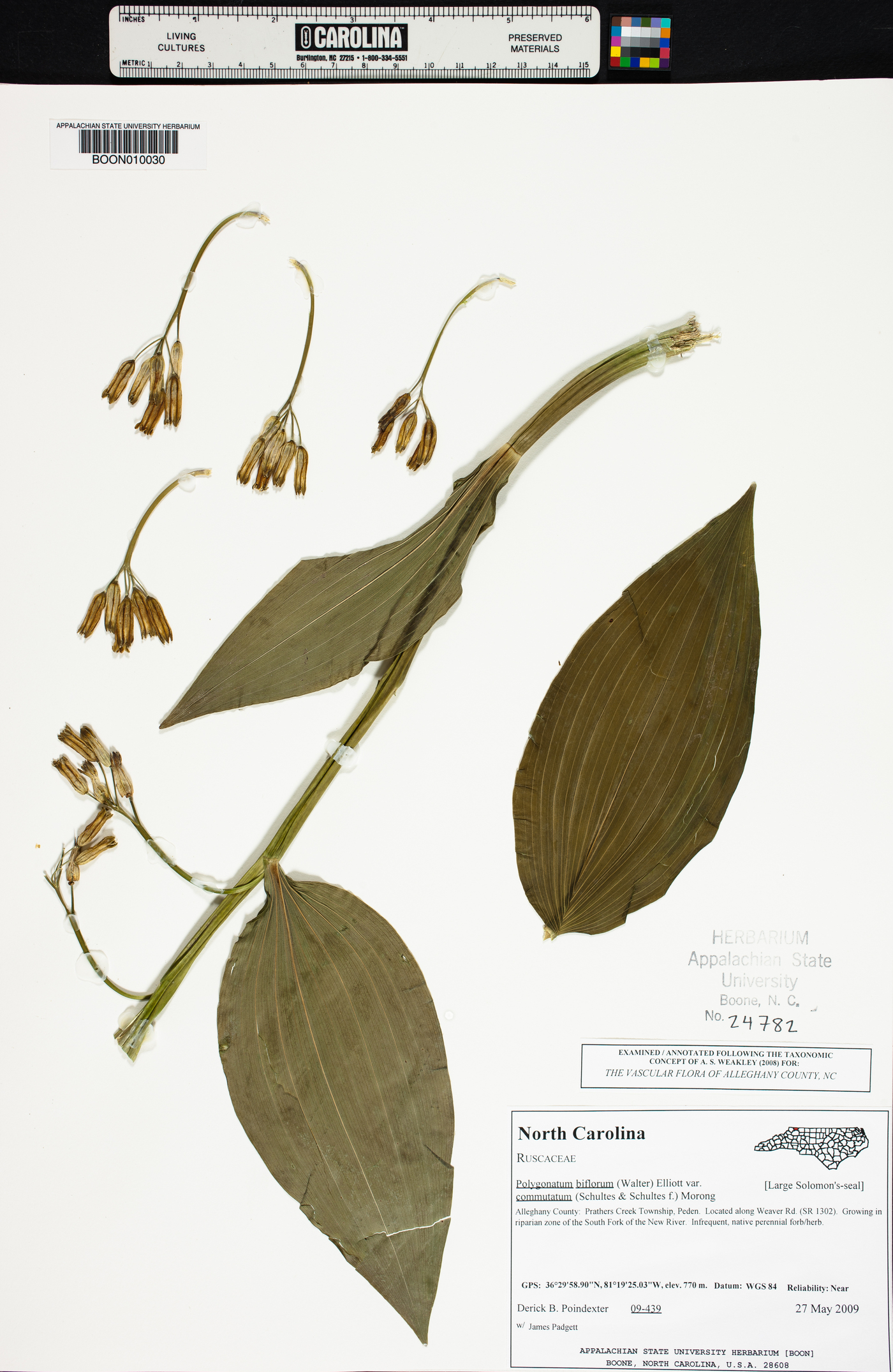 Polygonatum biflorum var. commutatum image