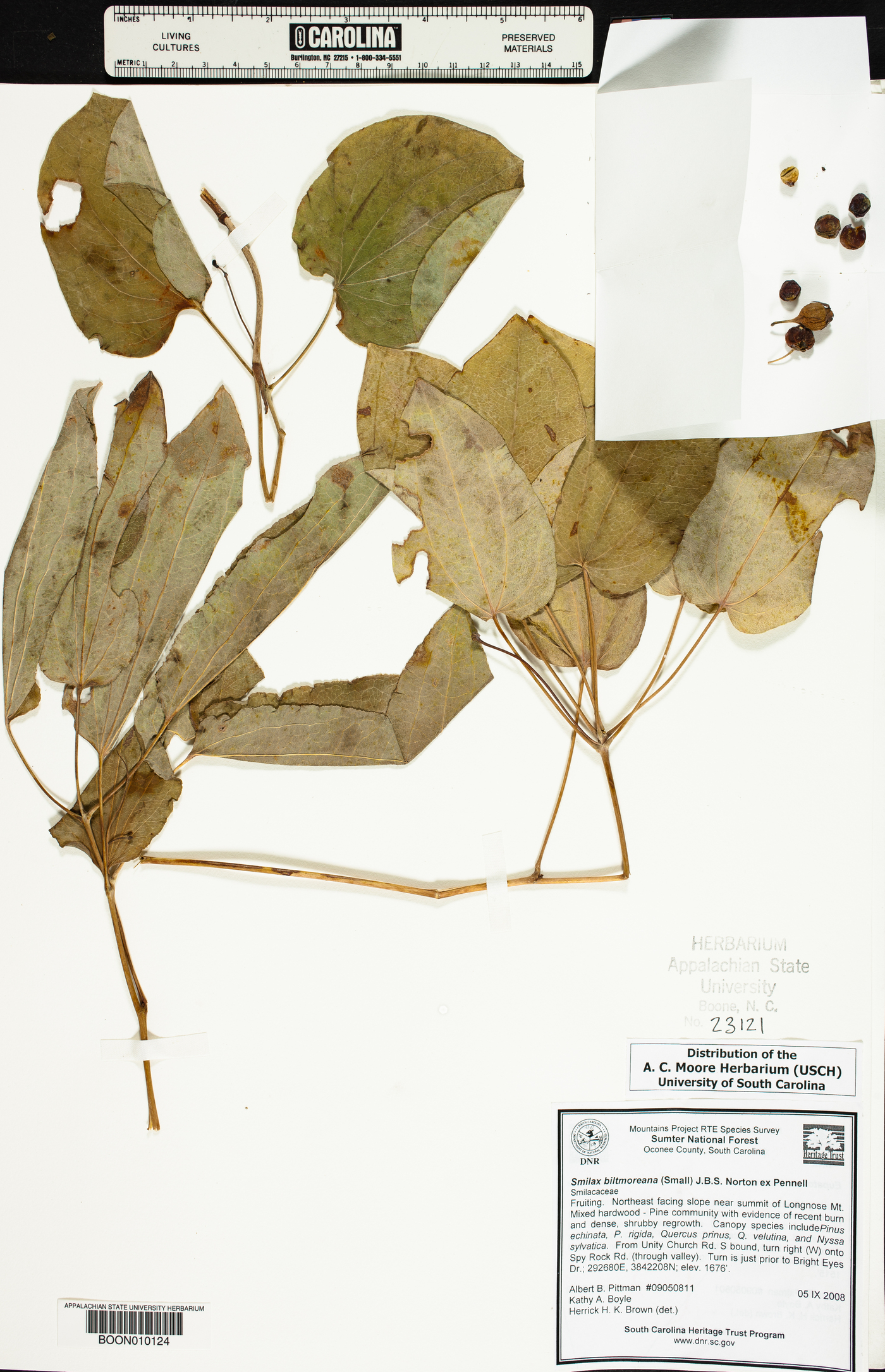 Smilax biltmoreana image