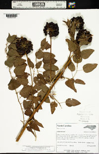 Smilax herbacea image