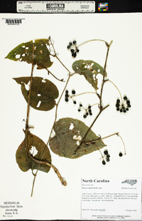 Smilax tamnoides image