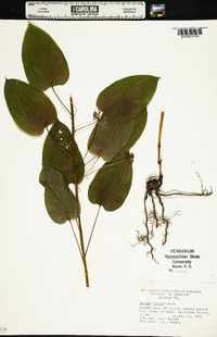 Smilax tamnoides image