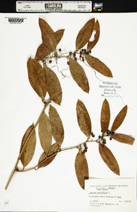 Smilax laurifolia image