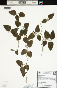 Smilax smallii image