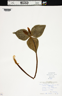 Trillium cuneatum var. luteum image