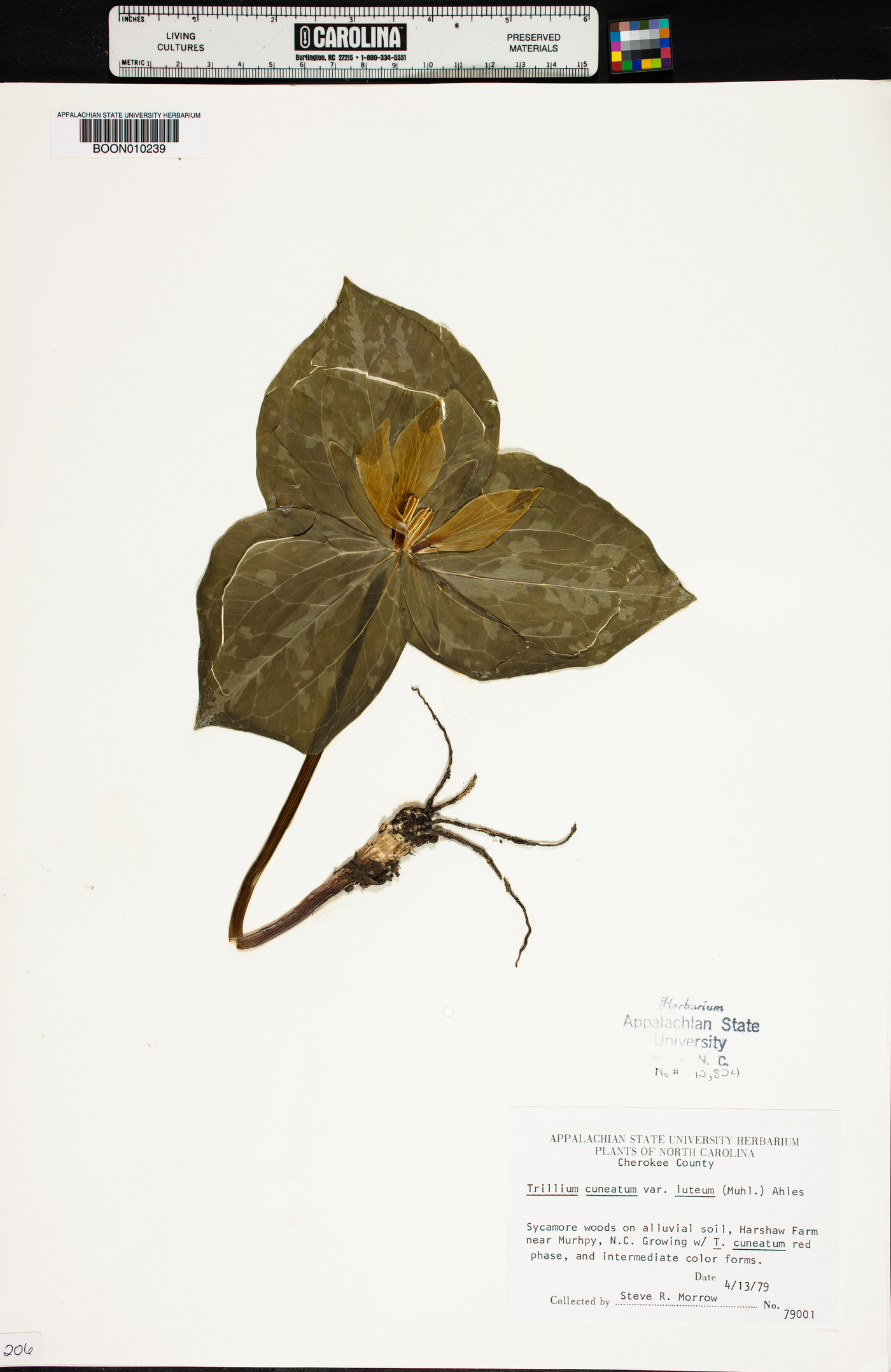 Trillium cuneatum var. luteum image