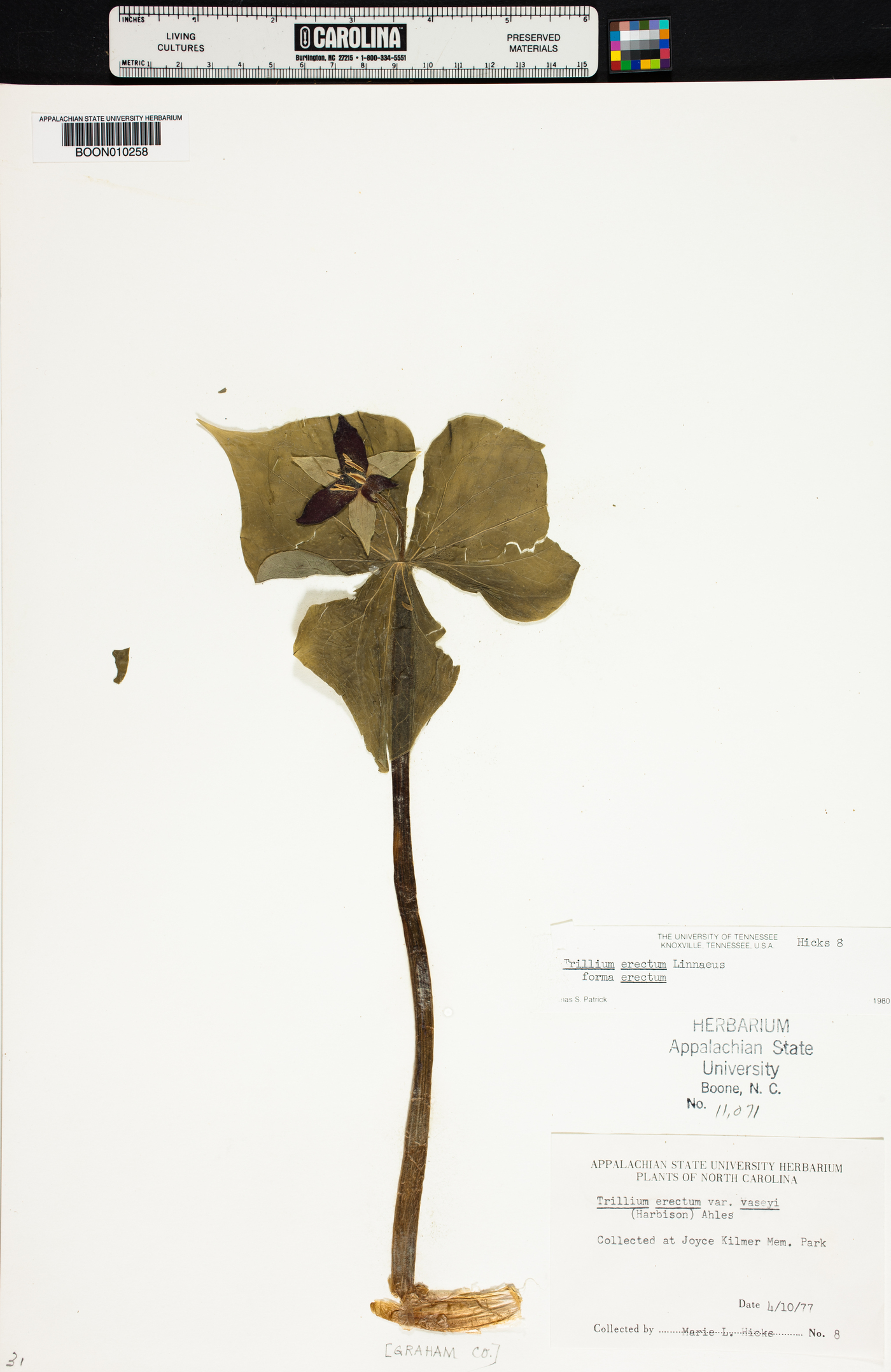 Trillium erectum var. vaseyi image