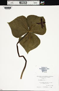 Trillium erectum image