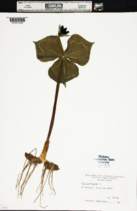 Trillium erectum image