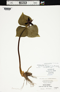 Trillium erectum image