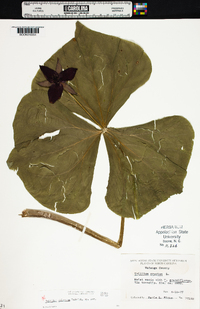 Trillium sulcatum image