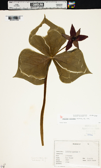 Trillium sulcatum image