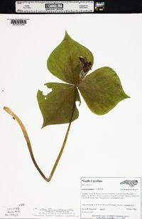 Trillium sulcatum image