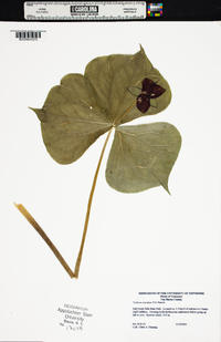 Trillium sulcatum image