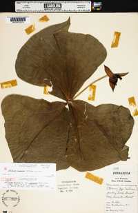 Trillium sulcatum image