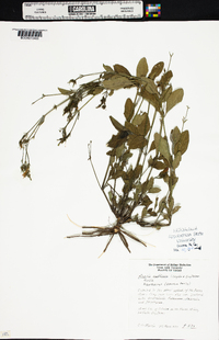 Ruellia ciliatiflora image