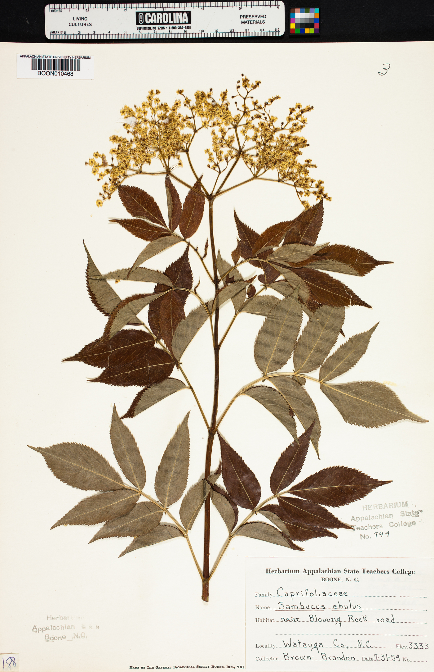 Sambucus ebulus image