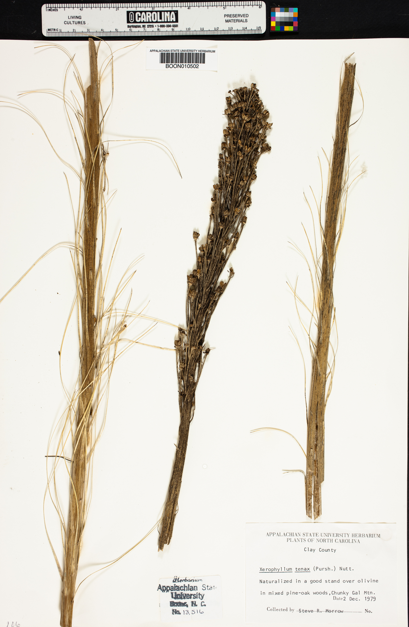 Xerophyllum tenax image