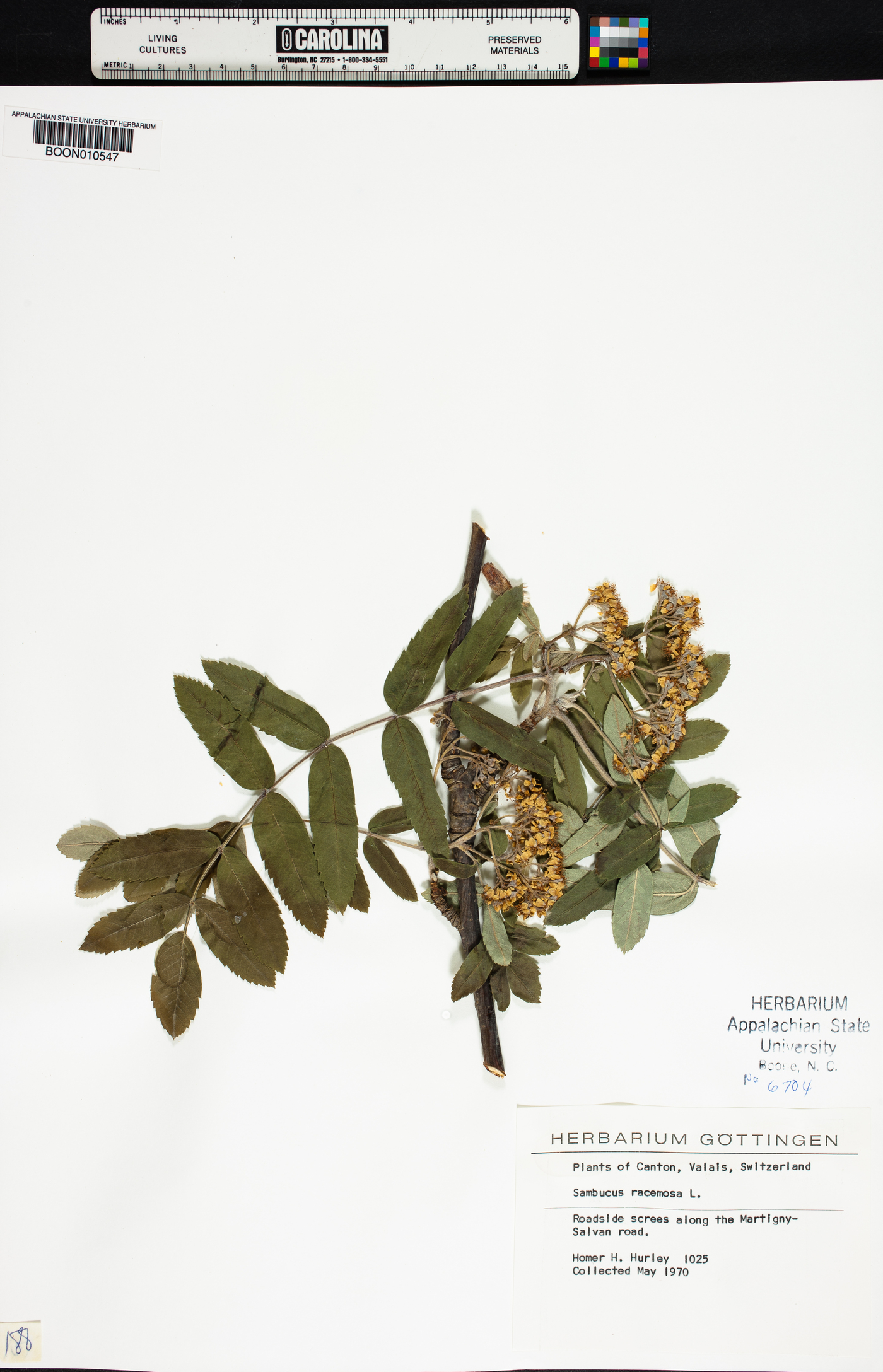 Sorbus aucuparia subsp. aucuparia image