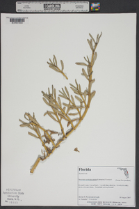 Sesuvium portulacastrum image