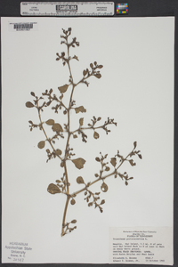 Trianthema portulacastrum image