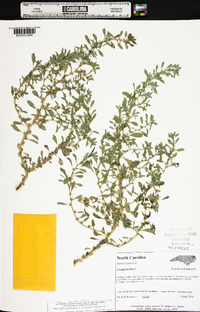 Amaranthus albus image