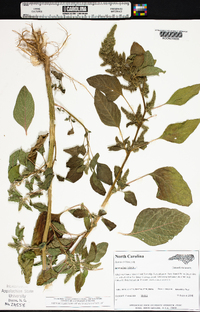 Amaranthus hybridus image